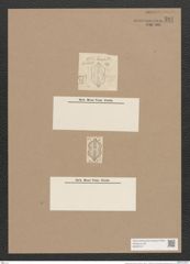 Navicula exsul A.Schm. (de-Toni-Nr.: Genus 1, Species 351) Zeichnungen Sammlung Grunow Nr. 797 (NHMW-BOT-W0367217)